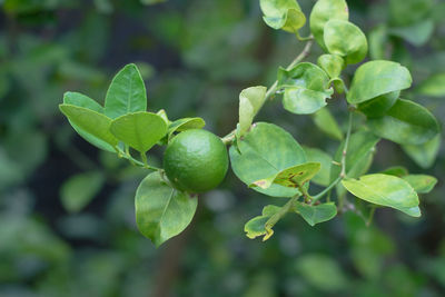 Close-up of fruits on tree