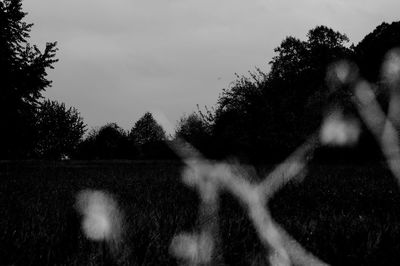 Trees on field against sky