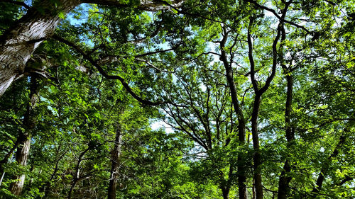 Low angle view of trees