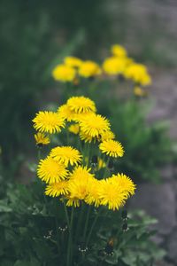 Close-up of yellow wildflowers blooming in garden