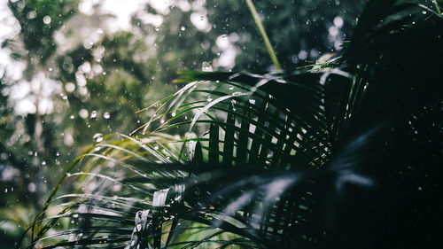 Close-up of wet plants