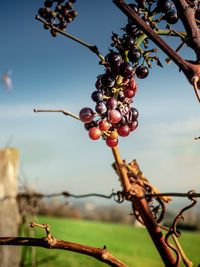 Close-up of berries growing on tree against sky