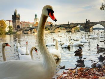 Swans swimming in lake