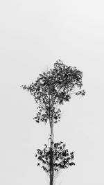 Low angle view of tree against clear sky