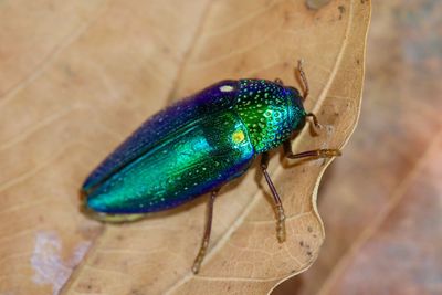 High angle view of insect on leaf 