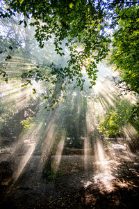 Trees in forest