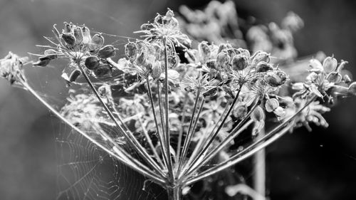 Close-up of fresh flowers