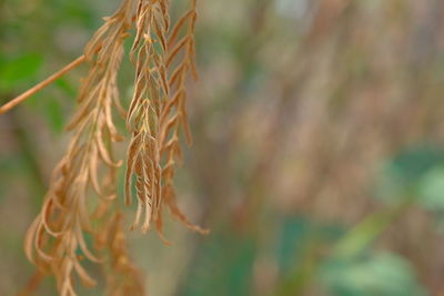 Close-up of stalks against blurred background