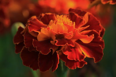 Close-up of red flower