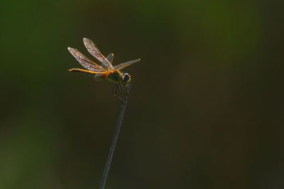 Close-up of insect