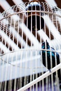 Close-up of parrot in cage