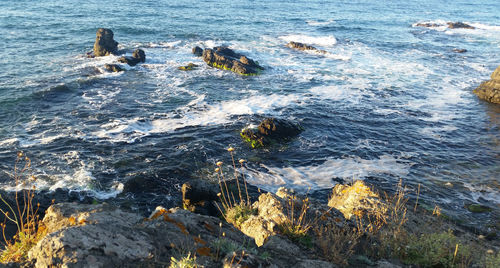 High angle view of crab on sea shore