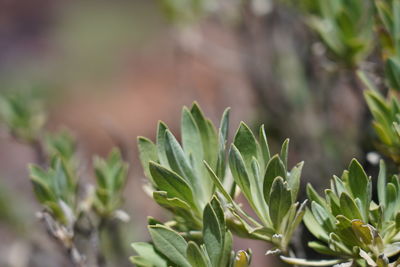 Close-up of plant growing on field