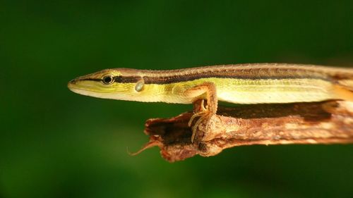 Close-up of lizard on leaf