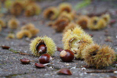 Close-up of chestnuts