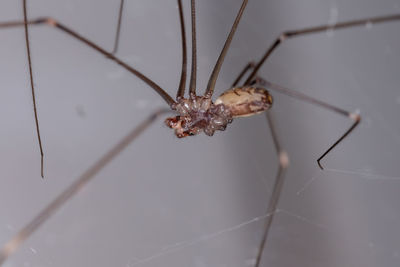 Close-up of spider on web