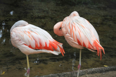 Close-up of flamingo in water