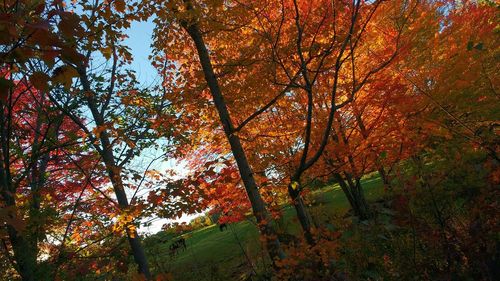 Trees in forest during autumn