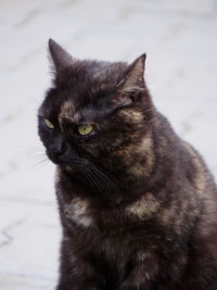 Close-up portrait of cat