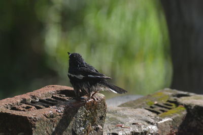 Bird perching on rock