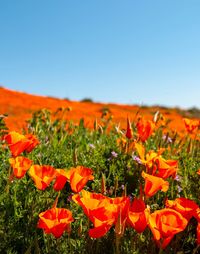 Close-up of orange flowering plants on field against clear sky