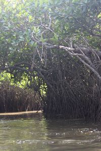 Scenic view of lake in forest