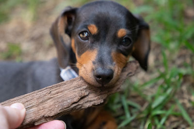 Close-up of hand holding dog