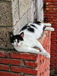 Portrait of cat on wall