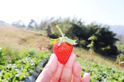 Cropped hand holding strawberry against sky