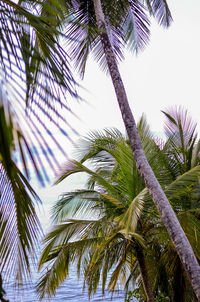 Low angle view of palm trees