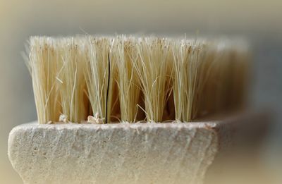 Close-up of cleaning brush