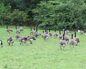 Flock of sheep on field