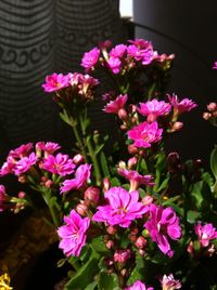 Close-up of pink flower