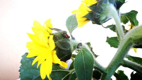 Close-up of bee pollinating on yellow flower