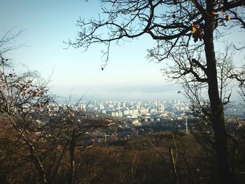 Trees and cityscape against sky