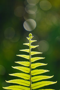 Close-up of plant