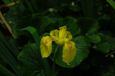 Close-up of yellow flowers blooming outdoors