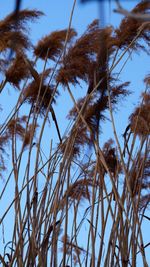 Low angle view of tall palm trees against blue sky