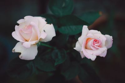 Close-up of pink rose