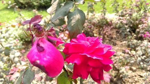 Close-up of pink flowers blooming outdoors