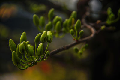 Close-up of plant growing on tree