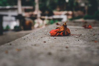 Close-up of autumn leaves on street