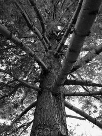 Low angle view of tree against sky