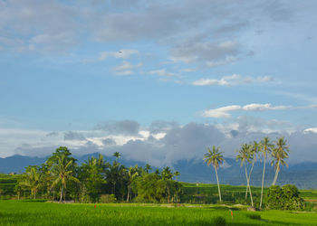 Scenic view of trees on field against sky