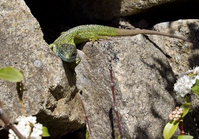 Close-up of lizard on rock