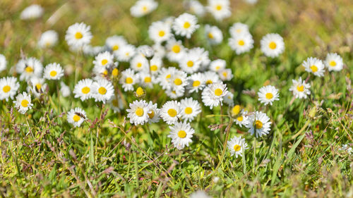 Close-up of daisies on field