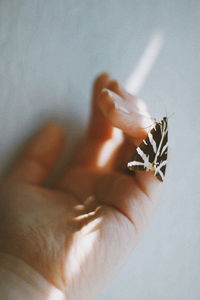 Close-up of butterfly perching on hand of woman