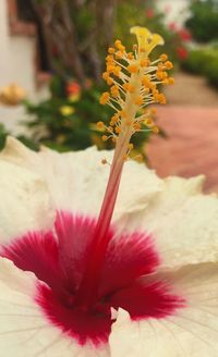 Close-up of red hibiscus blooming outdoors