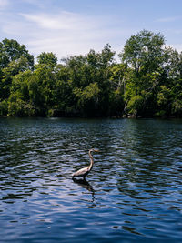 Ducks in a lake