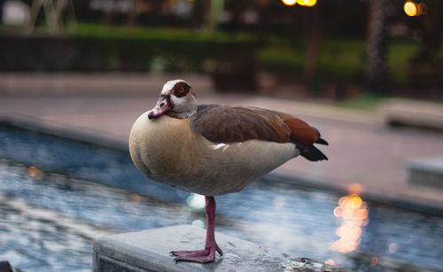 Close-up of duck in lake